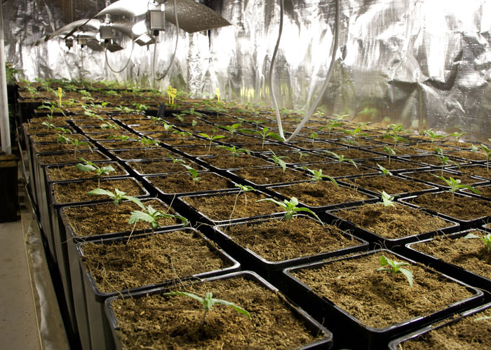 Особенности грунтов для индора