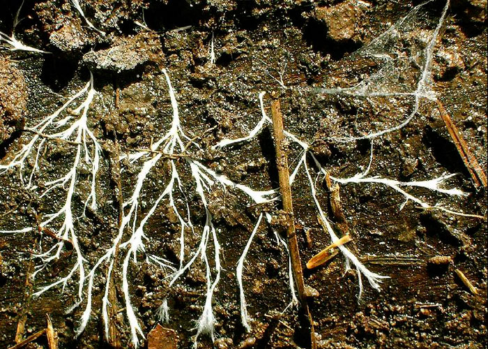 Питательная среда для мицелия