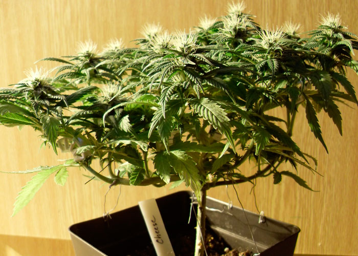 Все, что вы хотели знать об LST