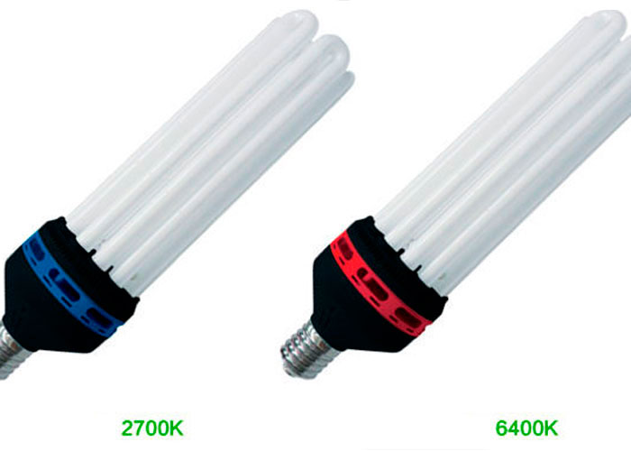 Цветение под лампами холодного света