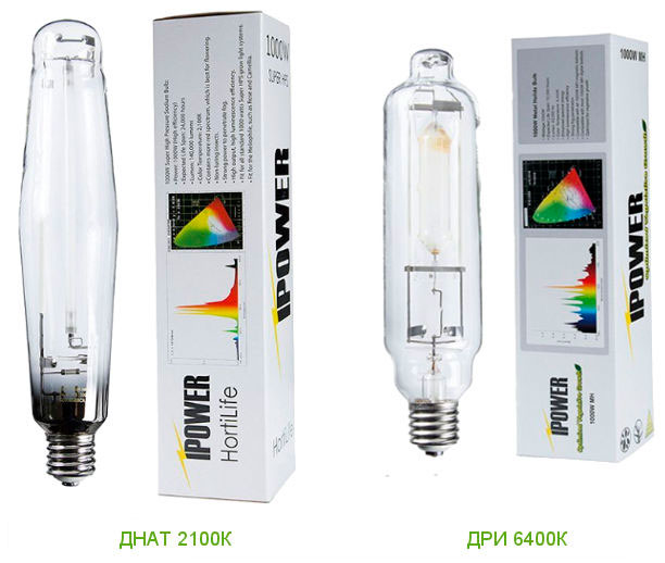 Цветение под лампами холодного света