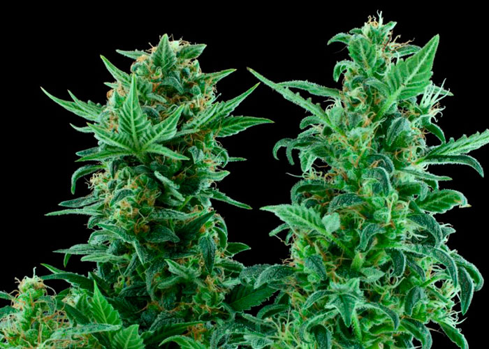 выращивание марихуаны