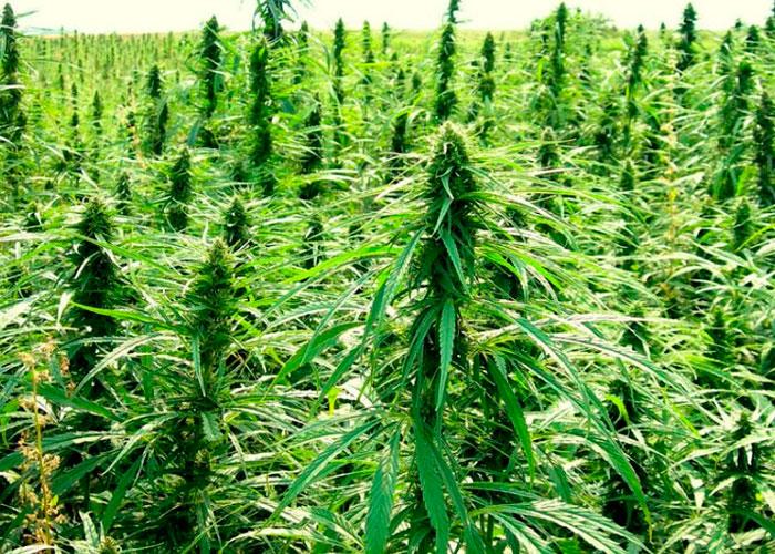 Лендрейсы, чистые сорта конопли