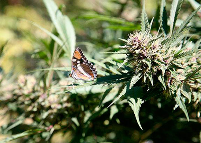 Хай или стоун: почему индика “прибивает”