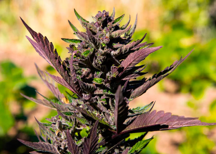 Что подразумевает цвет марихуаны