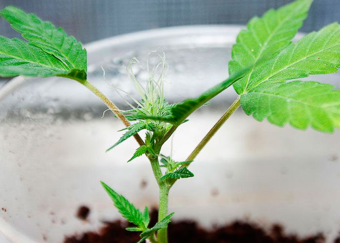 клонирование конопли