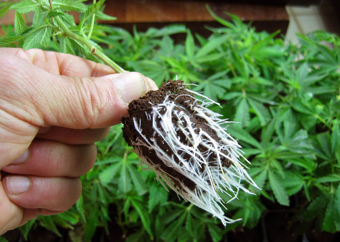 клонирование конопли