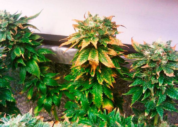 Питательные смеси для конопли