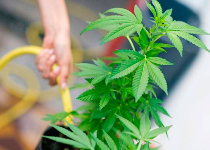 Промываем коноплю