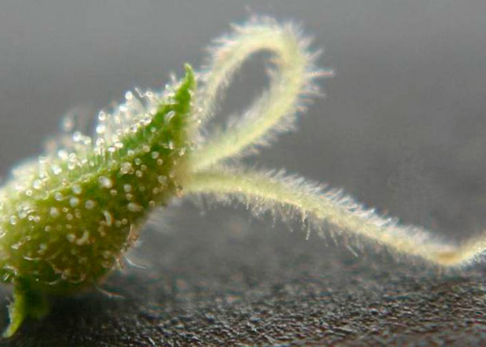 Определение по пестикам