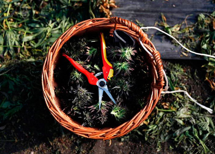 Когда собирать урожай