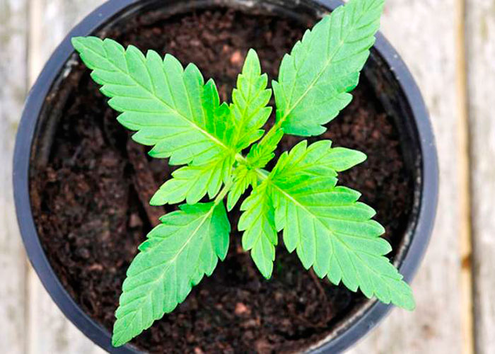 Выращивание каннабиса