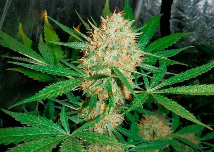 White Widow