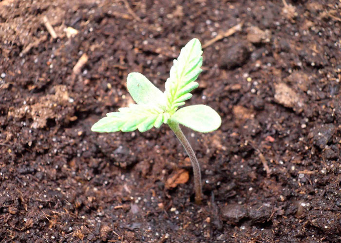 Появление первых всходов