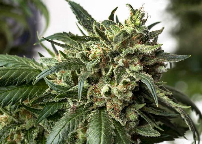 Auto Big Devil feminised