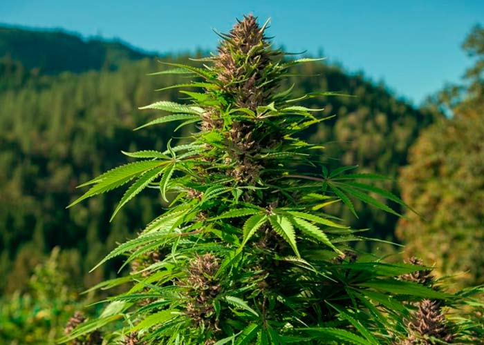 Официальное признание марихуаны!