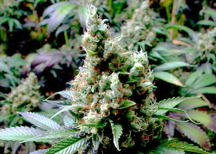 Фотопериодные феминизированные семена конопли