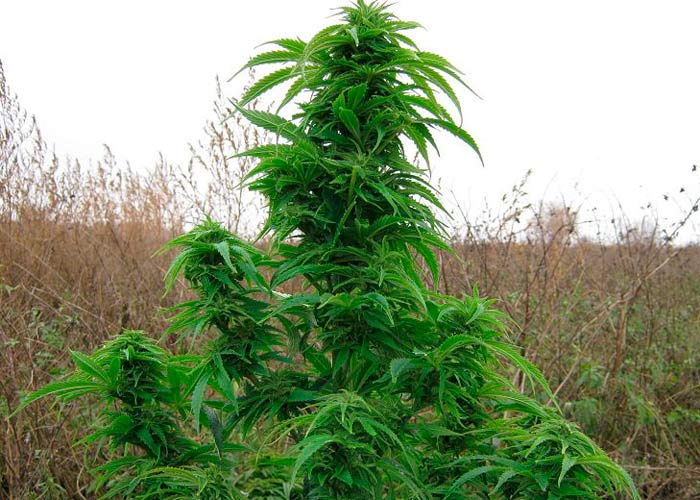 Автоцветущие регулярные семена конопли