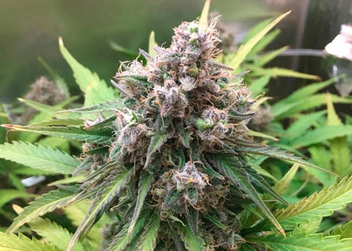 Фотопериодные регулярные семена конопли