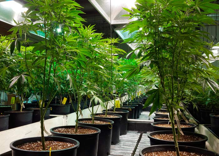 Медицинские сорта конопли