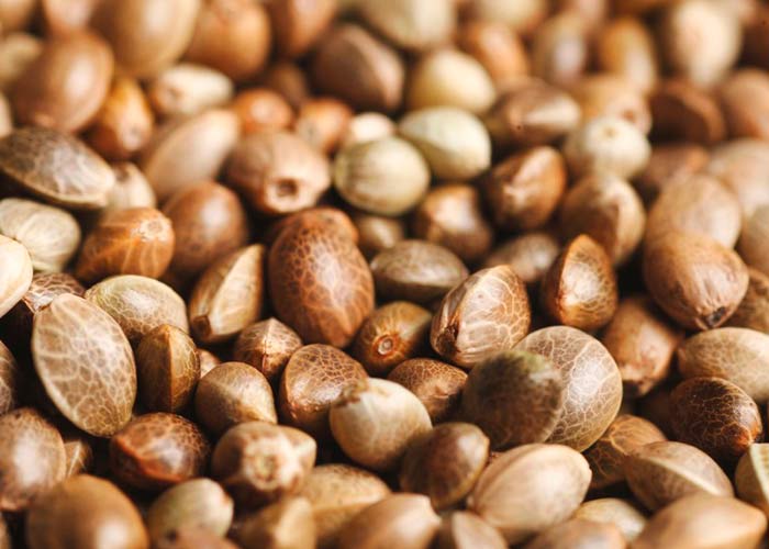 Семена конопли​​ для новичков