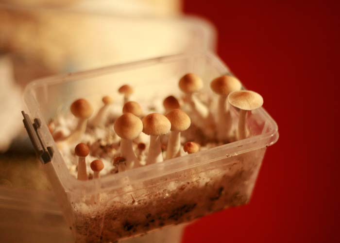 Споровые отпечатки