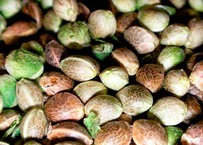 GanjaSeeds: Пополнение ассортимента