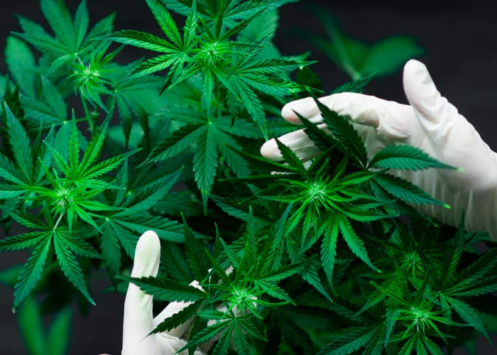 Все о лечебной марихуане: отличие THC от CBD