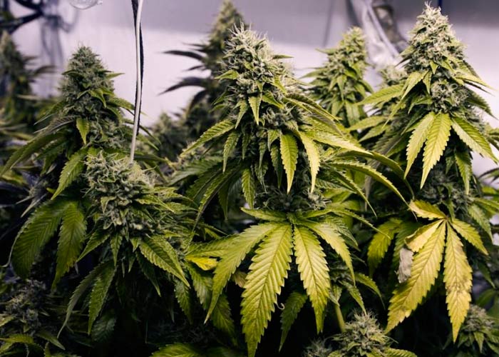 Сыроедение или пролечка?