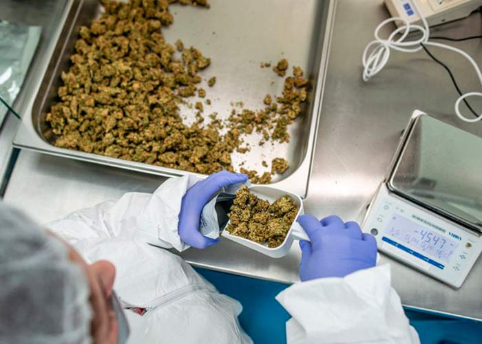 Научное обоснование различий дозировки КБД