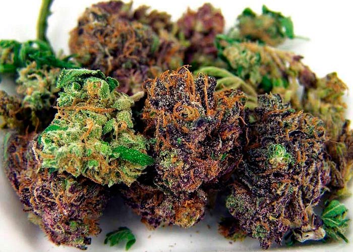 Секреты и рецепты употребления сырой конопли в кулинарии