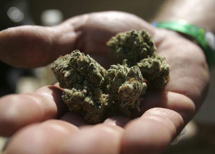 Правила приготовления и употребления сырой конопли﻿