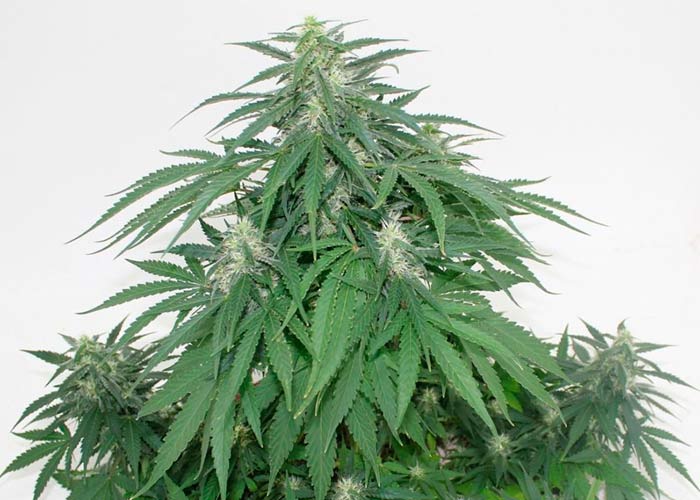 Top Skunk 44 x AK47 Feminised