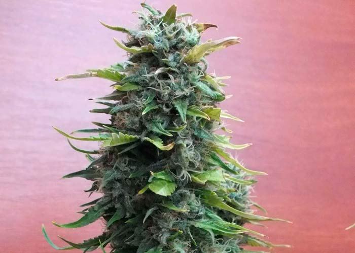 Top skunk44 x Afgani1