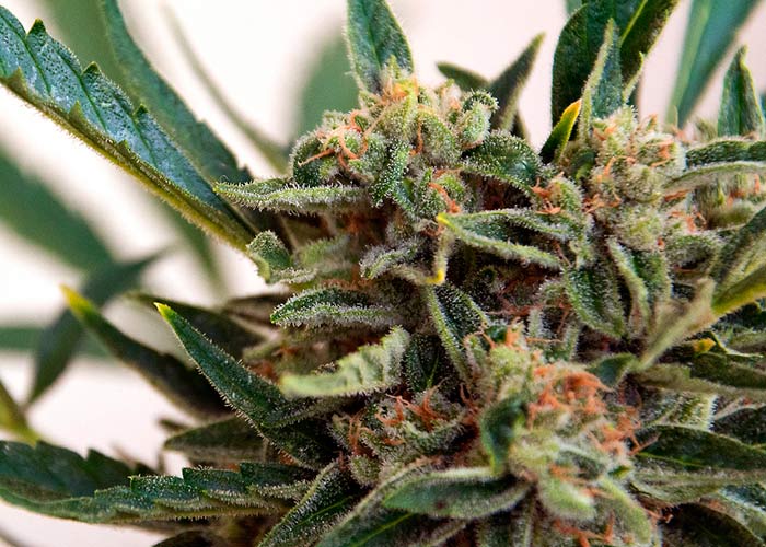 Jamaican Orange Skunk