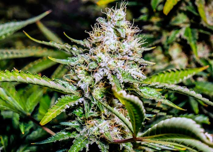 Чем, по сути, хороши авто цветущие сорта конопли? В первую очередь тем, что при выращивании они не причиняют особых сложностей.