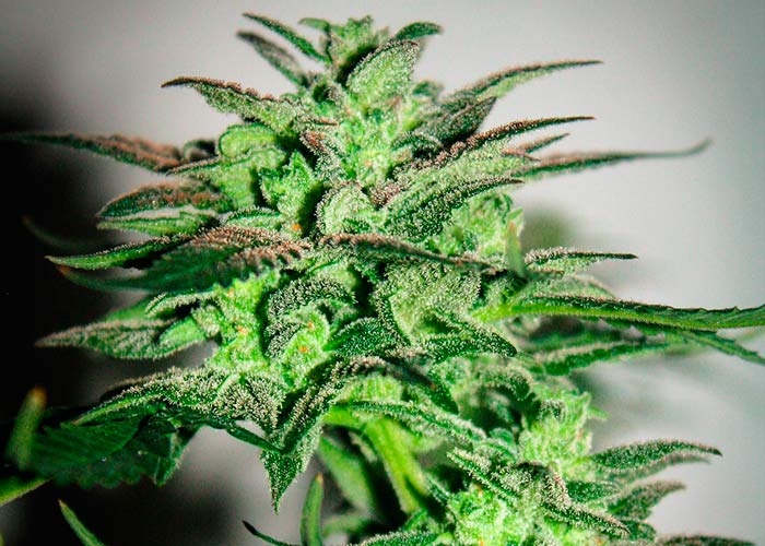 Auto Black Jack Feminized