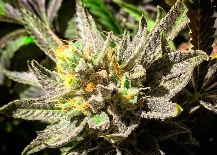 Bubbleberry Feminised