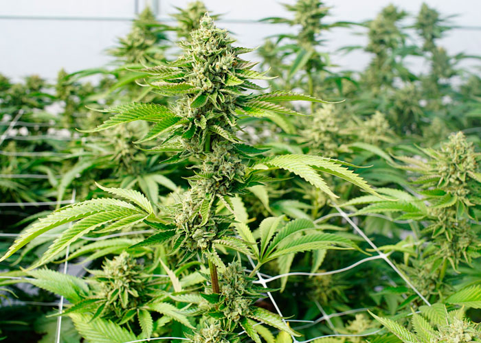 Как повысить урожайность автоцветов