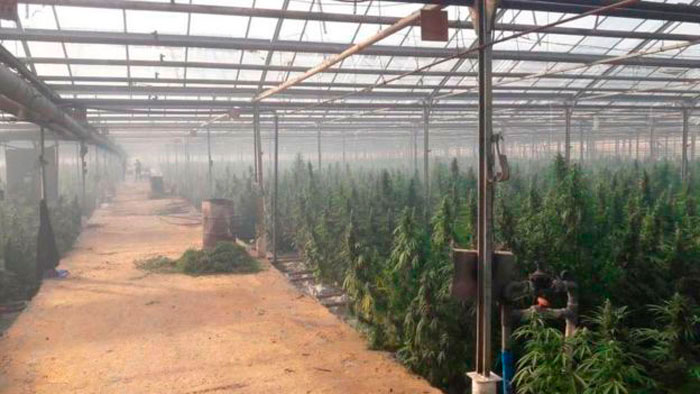 накрыли гигантскую плантацию конопли