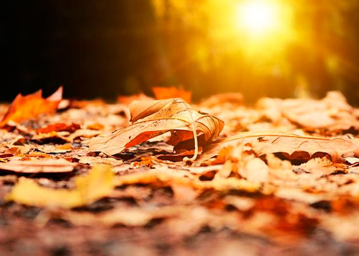 семена конопли в подарок