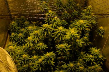 В пригороде столицы накрыли коноплеводов