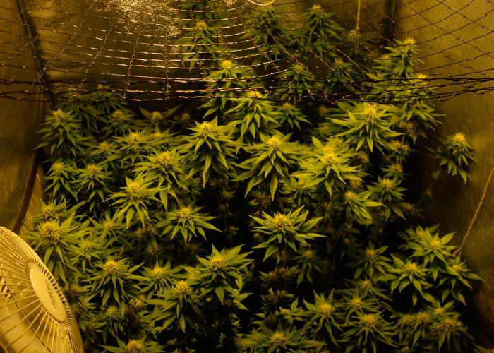 В пригороде столицы накрыли коноплеводов