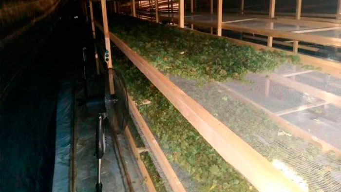 накрыли гигантскую плантацию конопли