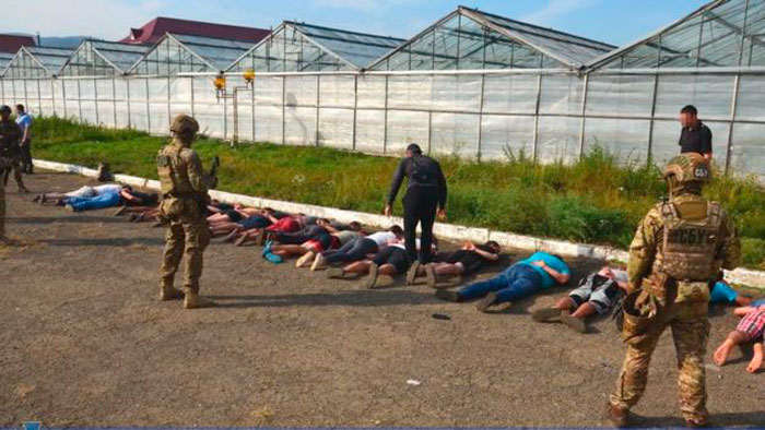 накрыли гигантскую плантацию конопли