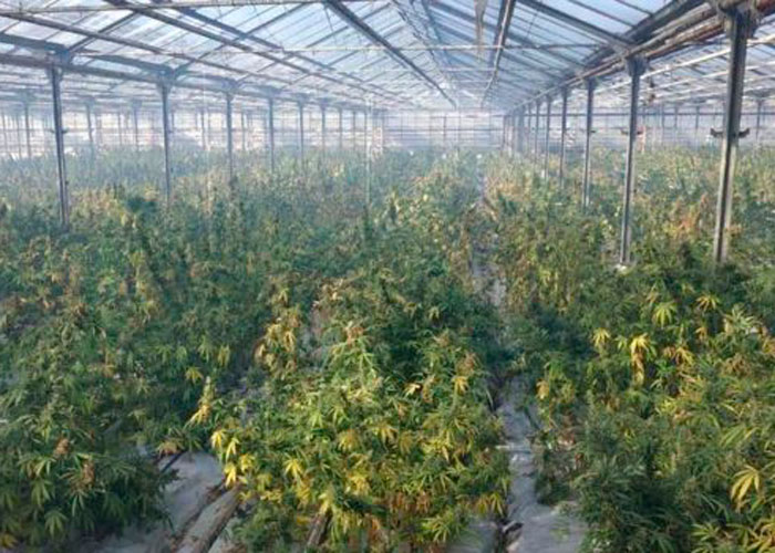 накрыли гигантскую плантацию конопли