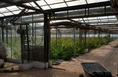 Выращивание конопли в Украине