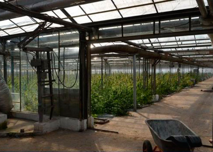 Выращивание конопли в Украине