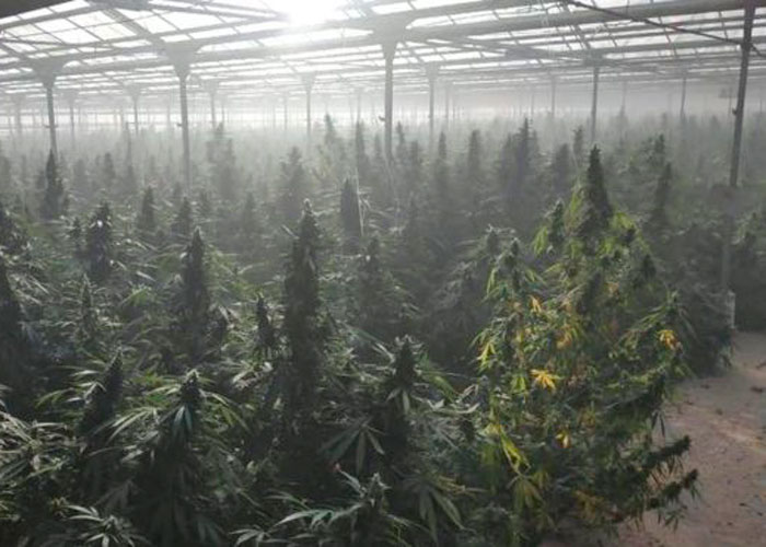 накрыли гигантскую плантацию конопли