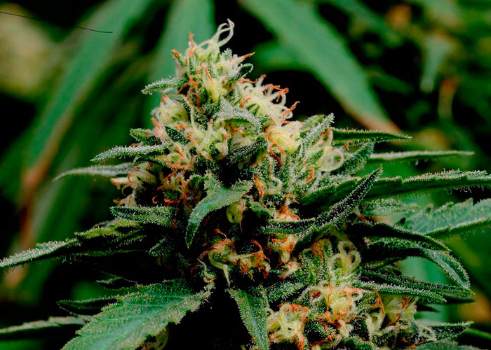 Critical Mass feminised